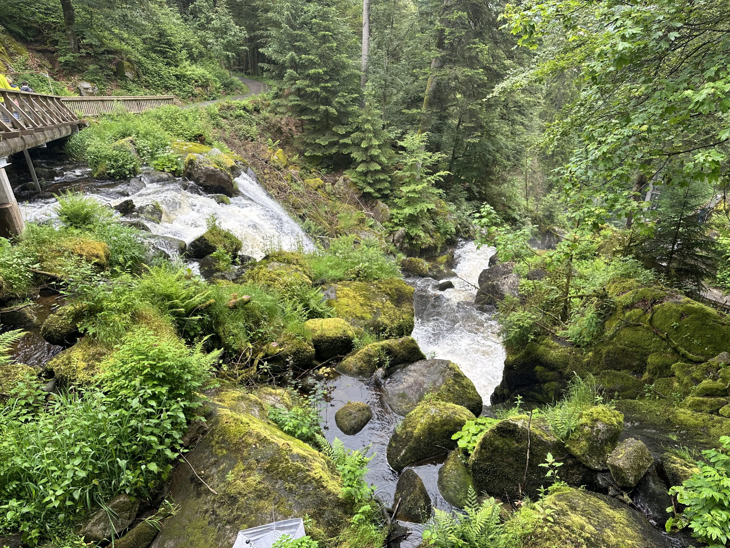 IMG_4654